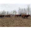 Image 9 : Chris Bartel - 950# Heifers - 65 Head (Fort Vermilion, AB)
