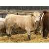 Image 4 : Brandt Boys Beef & Grain - 900# Heifers - 140 Head (Tolstoi, MB)