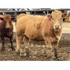Image 5 : Brandt Boys Beef & Grain - 900# Heifers - 140 Head (Tolstoi, MB)