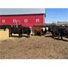 Image 2 : Lake Thelma Farms - 825# Replacement Heifers - 37 Head (Coronation, AB)