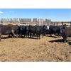 Image 3 : Lake Thelma Farms - 825# Replacement Heifers - 37 Head (Coronation, AB)