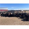 Image 5 : Lake Thelma Farms - 825# Replacement Heifers - 37 Head (Coronation, AB)