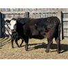 Image 6 : Lake Thelma Farms - 825# Replacement Heifers - 37 Head (Coronation, AB)