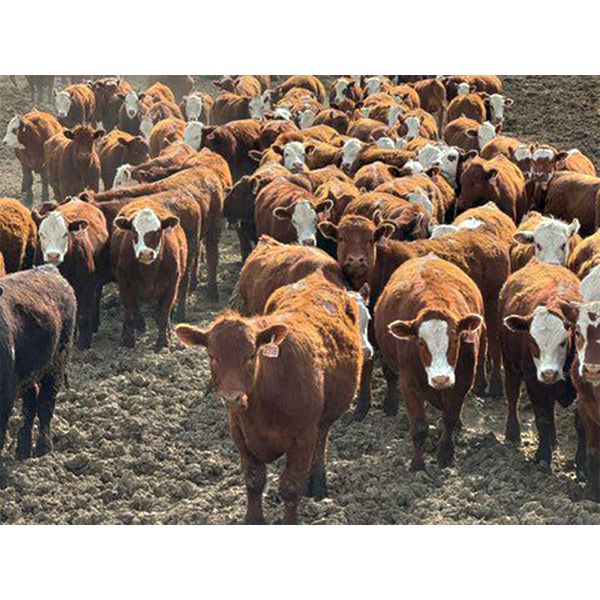 McIntyre Ranch - 860# Steers - 218 Head (Raymond, AB)