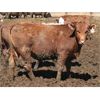 Image 5 : McIntyre Ranch - 860# Steers - 218 Head (Raymond, AB)