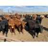 Image 3 : Cary & Stephen Mastin - 730# Heifers - 340 Head (St. Michael, AB)