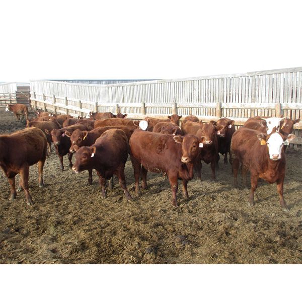 X Bar X Cattle Co. Ltd. - 865# Heifers - 108 Head (Lomond, AB)