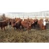 Image 1 : X Bar X Cattle Co. Ltd. - 865# Heifers - 108 Head (Lomond, AB)