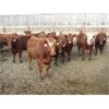 Image 3 : X Bar X Cattle Co. Ltd. - 865# Heifers - 108 Head (Lomond, AB)