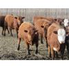 Image 4 : X Bar X Cattle Co. Ltd. - 865# Heifers - 108 Head (Lomond, AB)