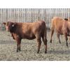 Image 6 : X Bar X Cattle Co. Ltd. - 865# Heifers - 108 Head (Lomond, AB)