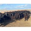Image 2 : Bone Creek Ranch - 785# Steers - 260 Head (Maple Creek, SK)