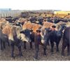 Image 3 : Bone Creek Ranch - 785# Steers - 260 Head (Maple Creek, SK)