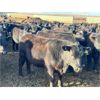 Image 4 : Bone Creek Ranch - 785# Steers - 260 Head (Maple Creek, SK)