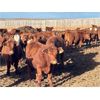 Image 1 : Bone Creek Ranch - 785# Steers - 210 Head (Maple Creek, SK)