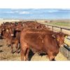 Image 4 : Bone Creek Ranch - 785# Steers - 210 Head (Maple Creek, SK)