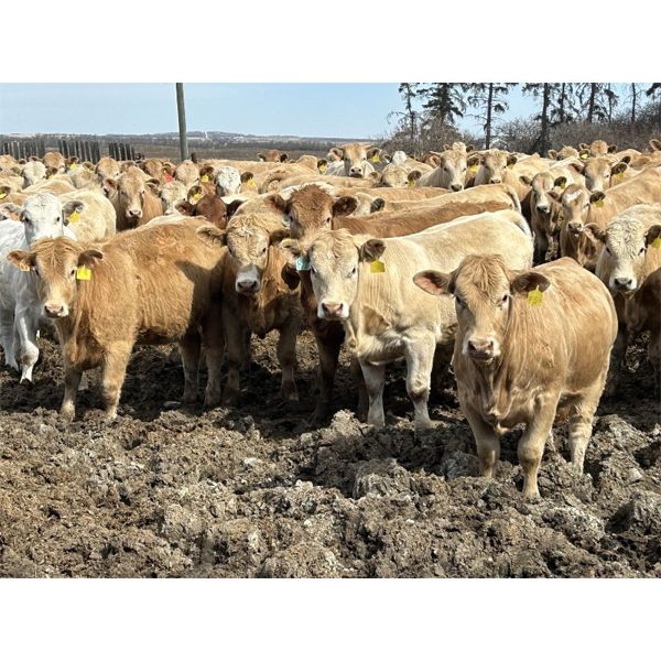 Lesher Lane Enterprises Ltd. - 900# Heifers - 350 Head (Lacombe, AB)