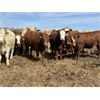 Image 10 : Lesher Lane Enterprises Ltd. - 900# Heifers - 210 Head (Lacombe, AB)