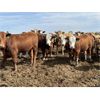 Image 11 : Lesher Lane Enterprises Ltd. - 900# Heifers - 210 Head (Lacombe, AB)