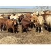 Image 12 : Lesher Lane Enterprises Ltd. - 900# Heifers - 210 Head (Lacombe, AB)