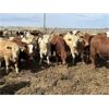 Image 2 : Lesher Lane Enterprises Ltd. - 900# Heifers - 210 Head (Lacombe, AB)