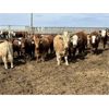Image 3 : Lesher Lane Enterprises Ltd. - 900# Heifers - 210 Head (Lacombe, AB)