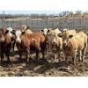 Image 6 : Lesher Lane Enterprises Ltd. - 900# Heifers - 210 Head (Lacombe, AB)