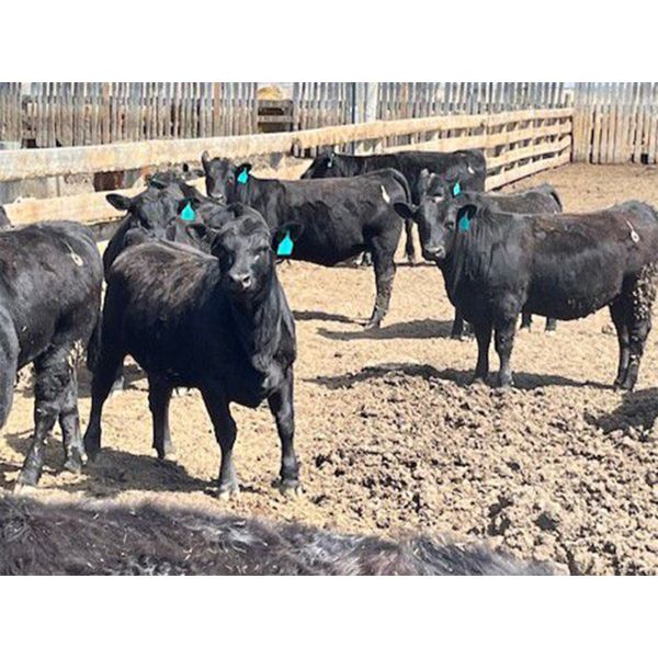 Paul Adams - 875# Heifers - 190 Head (Coaldale, AB)