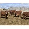 Image 10 : South Ridge Simmentals - 23 Red/Black 1st Calf Pairs (Monarch, AB)