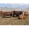 Image 11 : South Ridge Simmentals - 23 Red/Black 1st Calf Pairs (Monarch, AB)