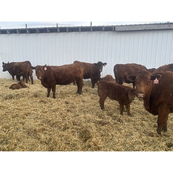 South Ridge Simmentals - 23 Red/Black 1st Calf Pairs (Monarch, AB)