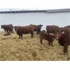Image 1 : South Ridge Simmentals - 23 Red/Black 1st Calf Pairs (Monarch, AB)
