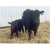 Image 2 : South Ridge Simmentals - 23 Red/Black 1st Calf Pairs (Monarch, AB)