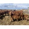 Image 3 : South Ridge Simmentals - 23 Red/Black 1st Calf Pairs (Monarch, AB)