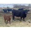 Image 4 : South Ridge Simmentals - 23 Red/Black 1st Calf Pairs (Monarch, AB)