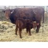 Image 5 : South Ridge Simmentals - 23 Red/Black 1st Calf Pairs (Monarch, AB)