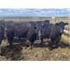 Image 6 : South Ridge Simmentals - 23 Red/Black 1st Calf Pairs (Monarch, AB)