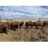 Image 7 : South Ridge Simmentals - 23 Red/Black 1st Calf Pairs (Monarch, AB)