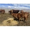 Image 8 : South Ridge Simmentals - 23 Red/Black 1st Calf Pairs (Monarch, AB)