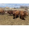 Image 9 : South Ridge Simmentals - 23 Red/Black 1st Calf Pairs (Monarch, AB)