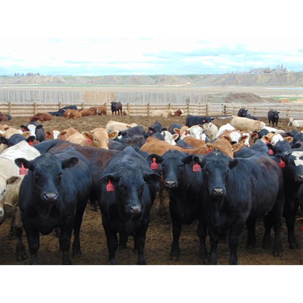 Coro View Farms - 1000# Steers - 216 Head (Scandia, AB)