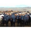 Image 1 : Coro View Farms - 1000# Steers - 216 Head (Scandia, AB)