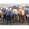 Image 3 : Coro View Farms - 1000# Steers - 216 Head (Scandia, AB)