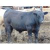 Image 4 : Coro View Farms - 1000# Steers - 216 Head (Scandia, AB)