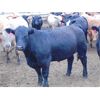 Image 7 : Coro View Farms - 1000# Steers - 216 Head (Scandia, AB)