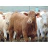 Image 1 : Coro View Farms - 940# Heifers - 62 Head (Scandia, AB)
