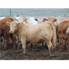 Image 2 : Coro View Farms - 940# Heifers - 62 Head (Scandia, AB)