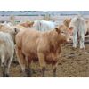 Image 4 : Coro View Farms - 940# Heifers - 62 Head (Scandia, AB)