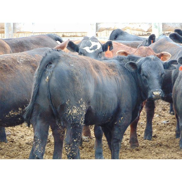 Coro View Farms - 900# Heifers - 57 Head (Scandia, AB)