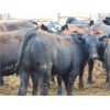 Image 1 : Coro View Farms - 900# Heifers - 57 Head (Scandia, AB)